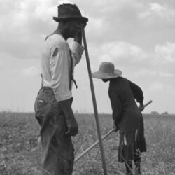 The Short-Lived Promise of ’40 Acres and a Mule’